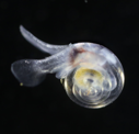 pteropod
