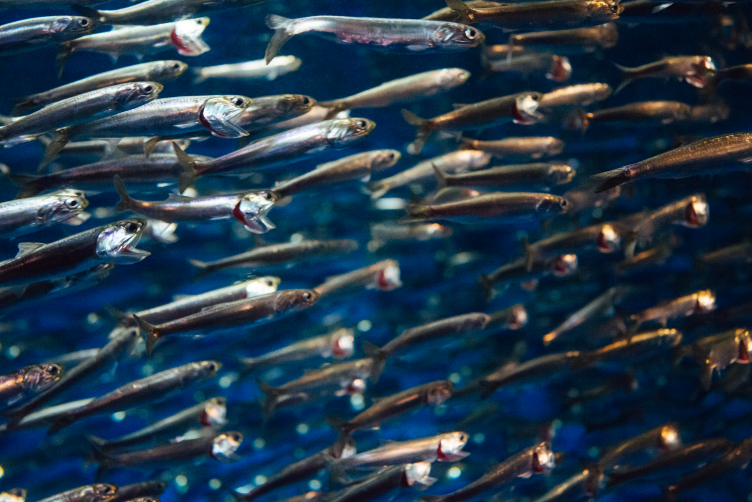 fish